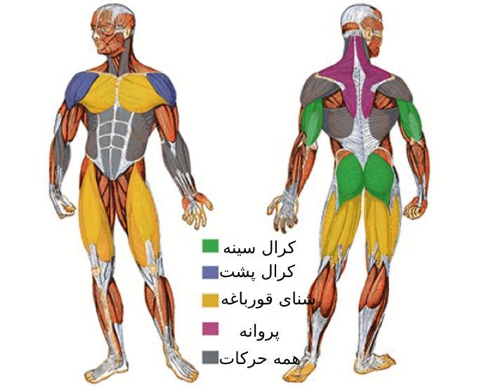 عضلات درگیر در شنا